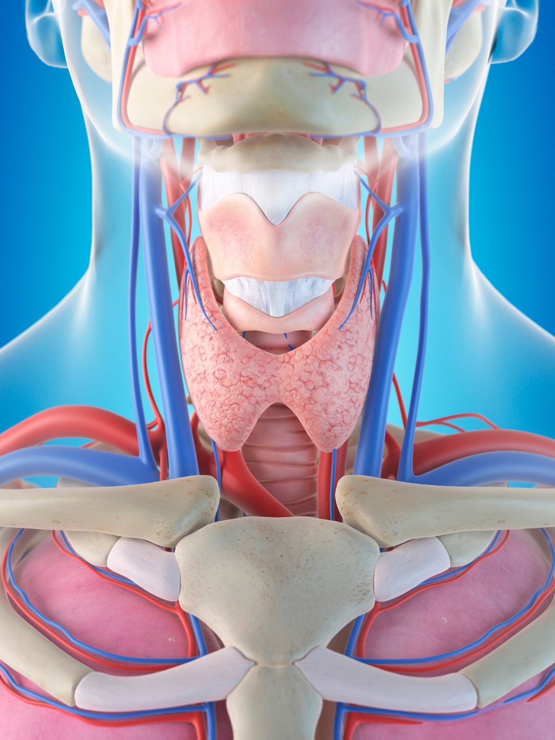 Thyroidosis due to autoimmunity