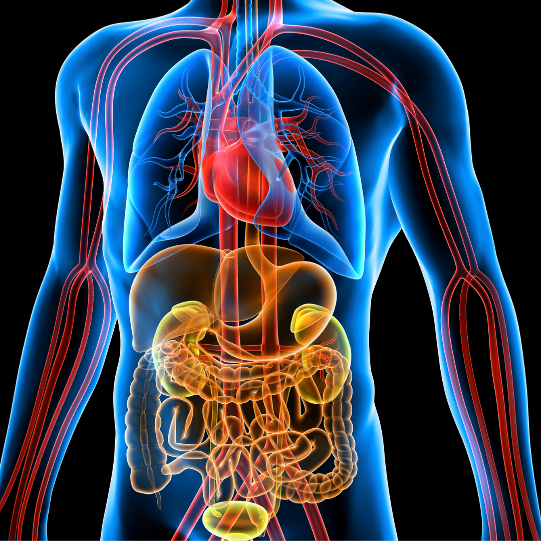 Gastrointestinal disease management by raghavan naturopathy